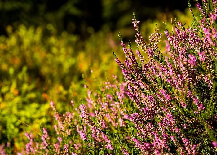 Pariente Ξενοδοχείο
